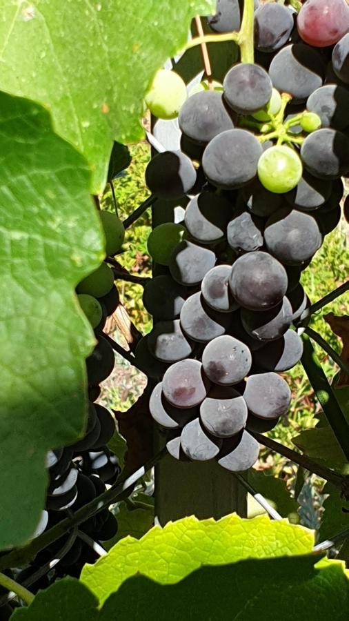 הבית של סתיו Rosh Pinna Ngoại thất bức ảnh